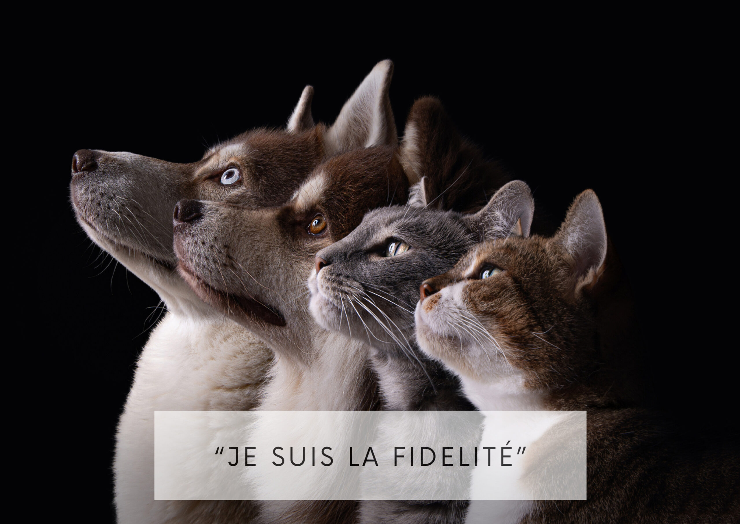 Design sans titre - 1